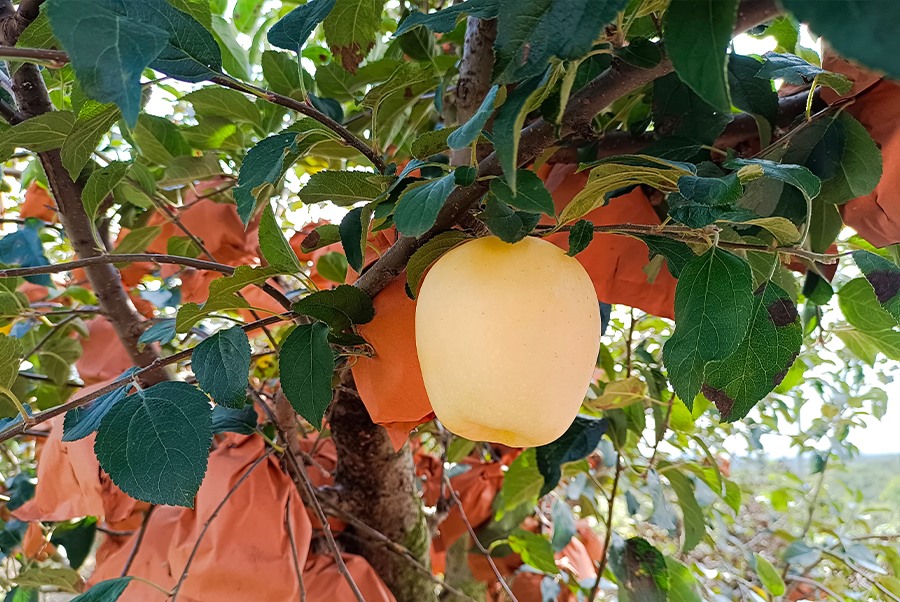 苹果基地