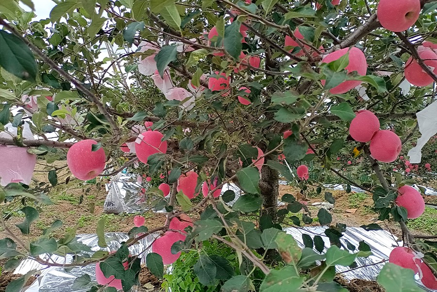 苹果基地