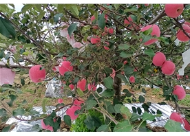 苹果基地