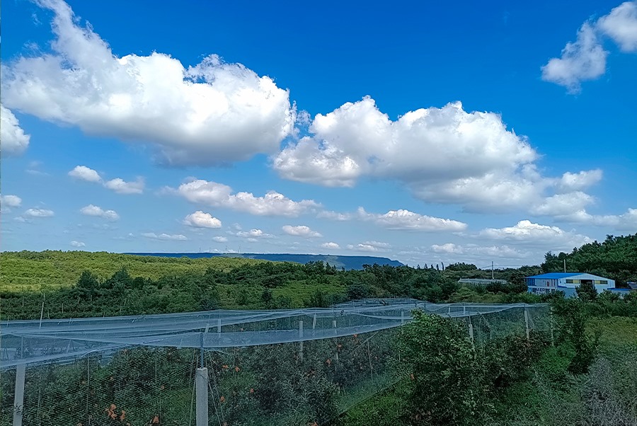 苹果基地