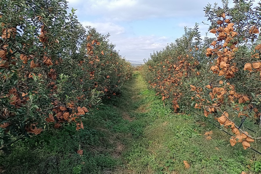 Apple base