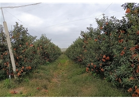 Apple base