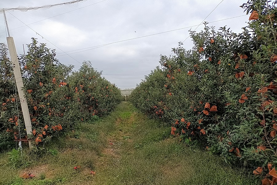 Apple base