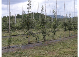 Apple base