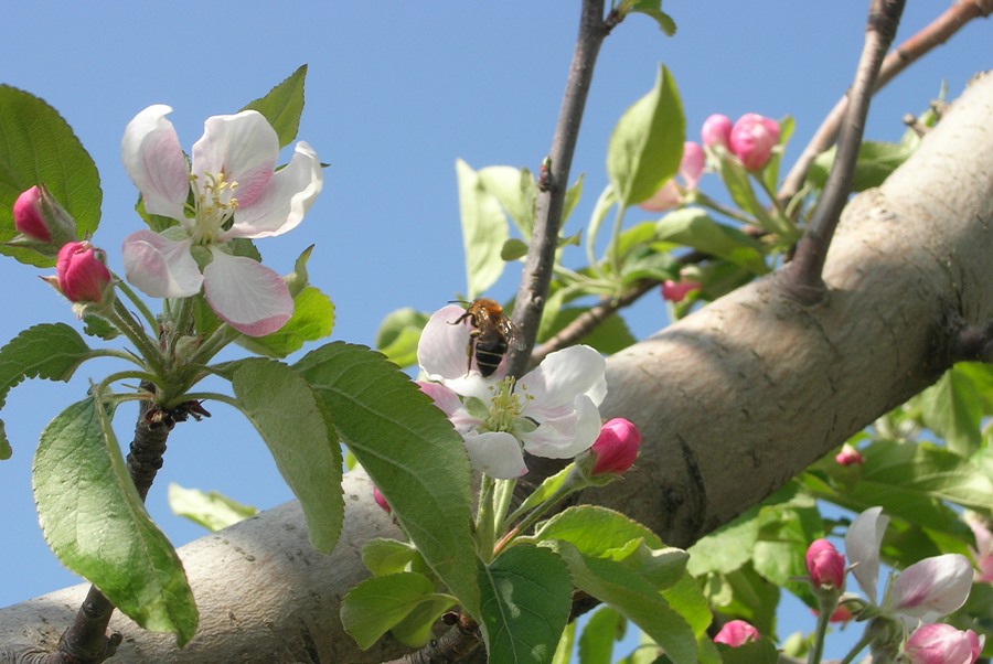 蜜蜂授粉