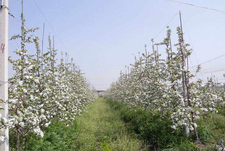 苹果基地