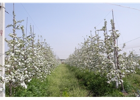 苹果基地