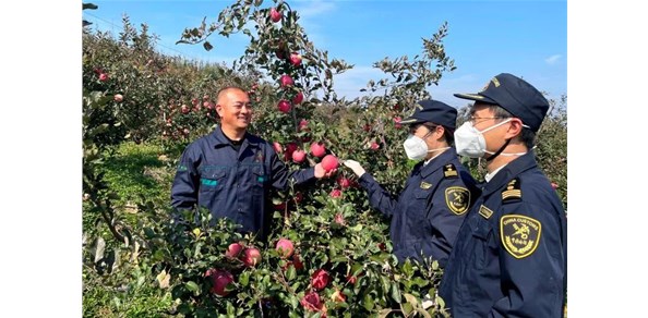 海关助力烟台红富士抢“鲜”出口