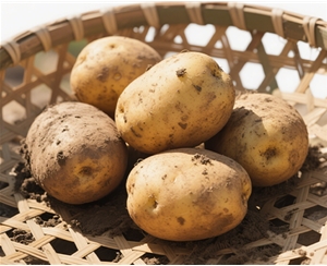 Potato